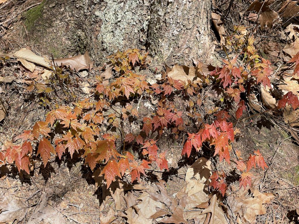 resprouting Maple tree in May at Heald Tract in New Hampshire