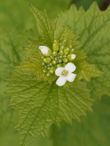 Garlic Mustard (<i>Alliaria petiolata</i>) at Heald Orchard in Pepperell MA