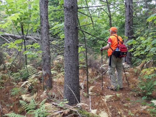 bushwhack at Healey Hill in New Hampshire