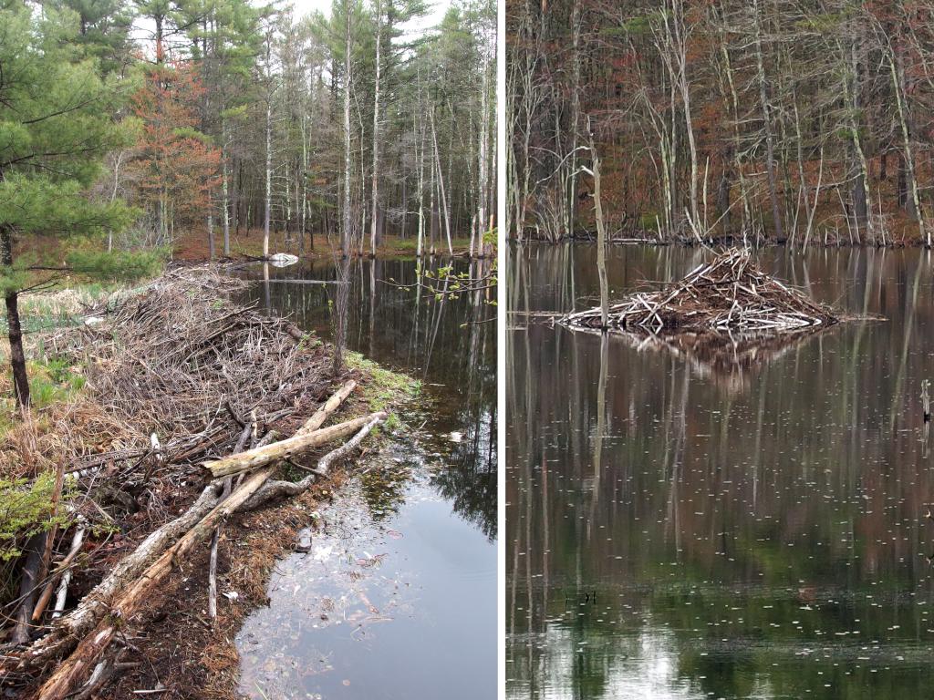 beaver dam and lodge in May at Heron Pond Loop in  southern New Hampshire