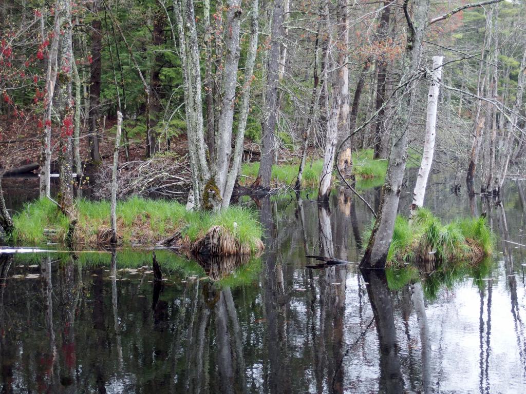 Heron Pond in May at Heron Pond Loop in southern New Hampshire