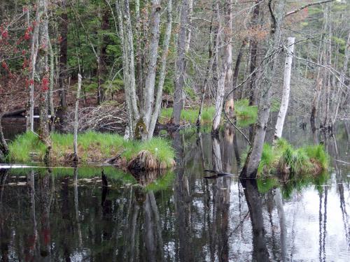 Heron Pond in May at Heron Pond Loop in southern New Hampshire