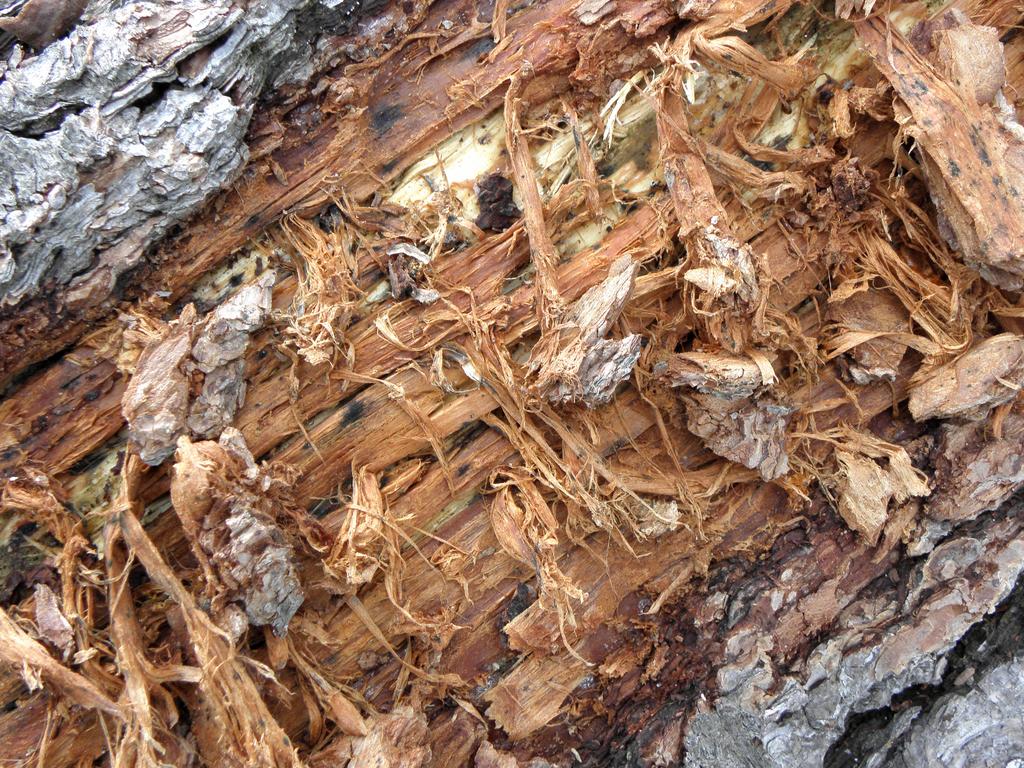 tree-bark abstract on Hersey Mountain in New Hampshire