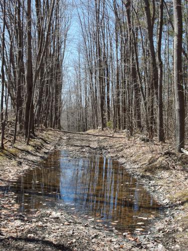 trail at High Blue Forest in southwestern New Hampshire