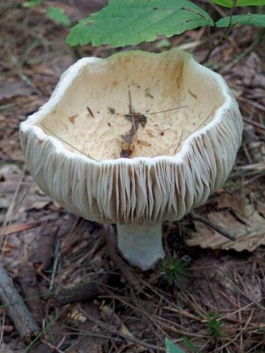 Short-stem Rusulla at High Ledges Wildlife Sanctuary near Shelburne in northwestern Massachusetts