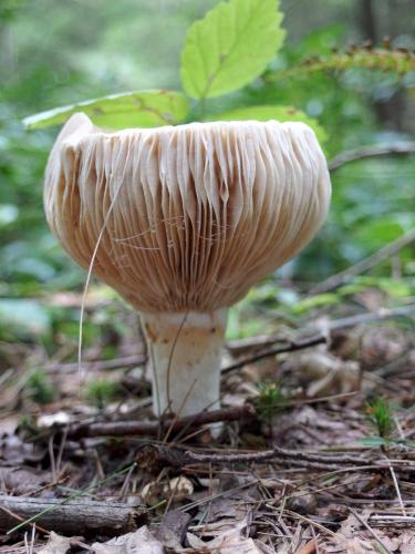 Short-stem Rusulla at High Ledges Wildlife Sanctuary near Shelburne in northwestern Massachusetts