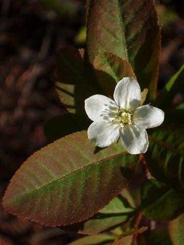 Shadbush flower