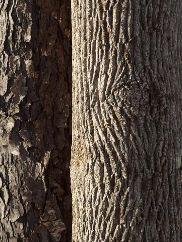 artistic trailside tree trunks at Hiroshi Loop Trail near Peterborough in southwestern New Hampshire