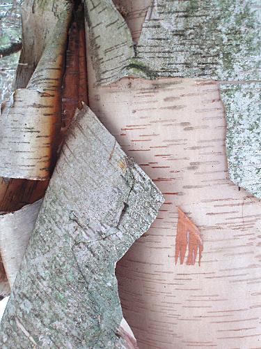 White Birch bark