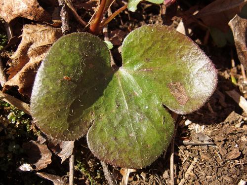 hepatica leaf beside the Metacomet-Monadnock Trail on the way to Mount Hitchcock in central Massachusetts