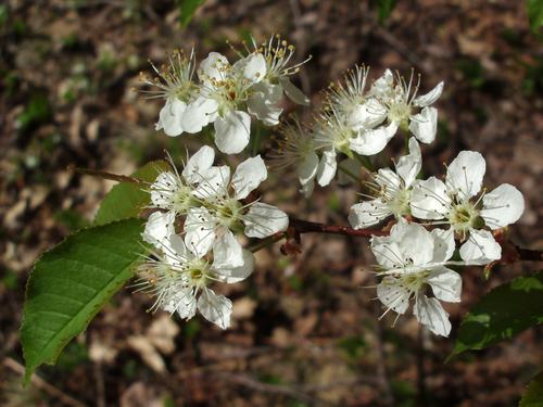 Pin Cherry (Prunus pensylvanica)