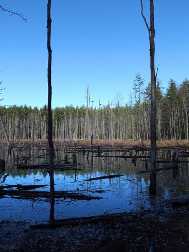 Pout Pond in November at Hobart-Fessenden Woods in Brookline, NH