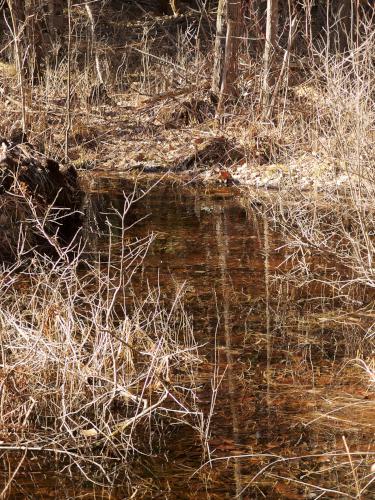 froggy pond at Hopkinton-Everett Trails in New Hampshire