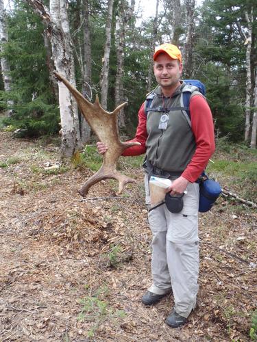 bushwhacker finding a moose antler near Unknown Pond Peak in New Hampshire