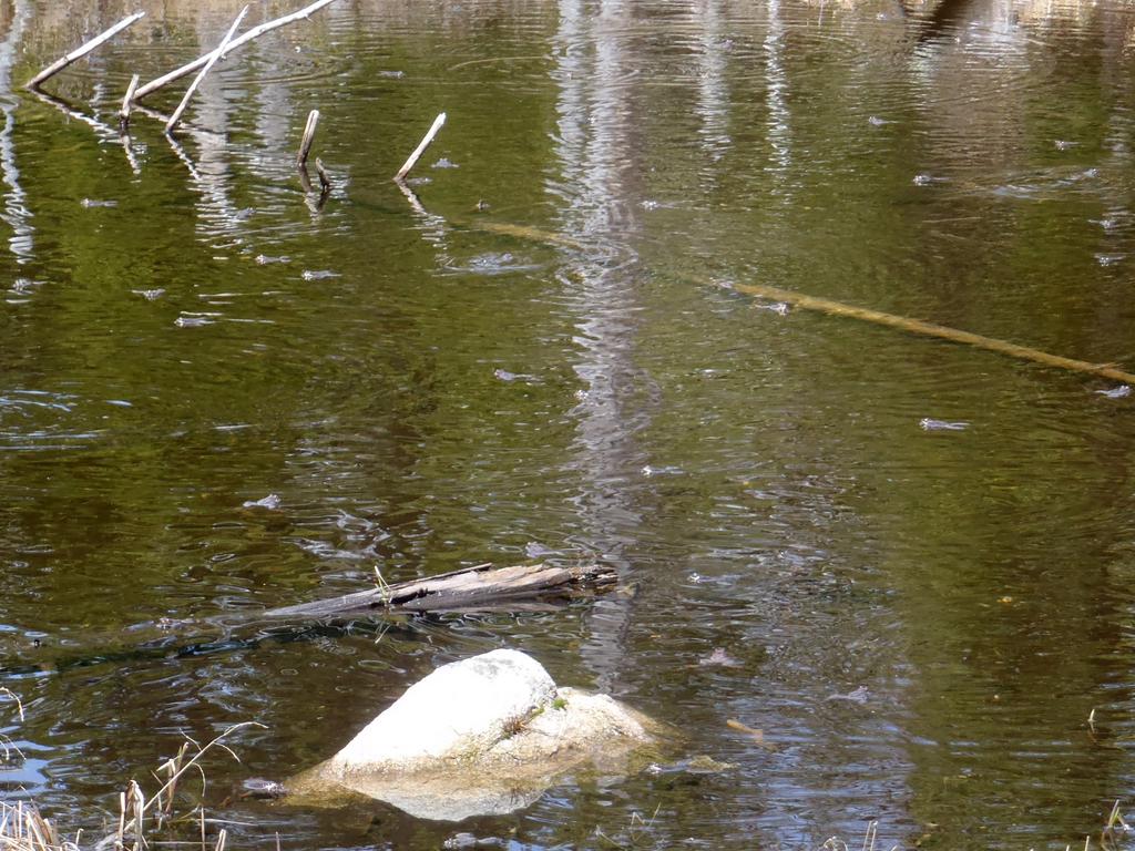 a remote pond with the most frogs I have ever seen, found on a hike to The Horn in New Hampshire