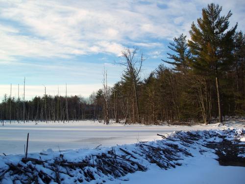 beaver dam at Horse Hill Nature Preserve in New Hampshire