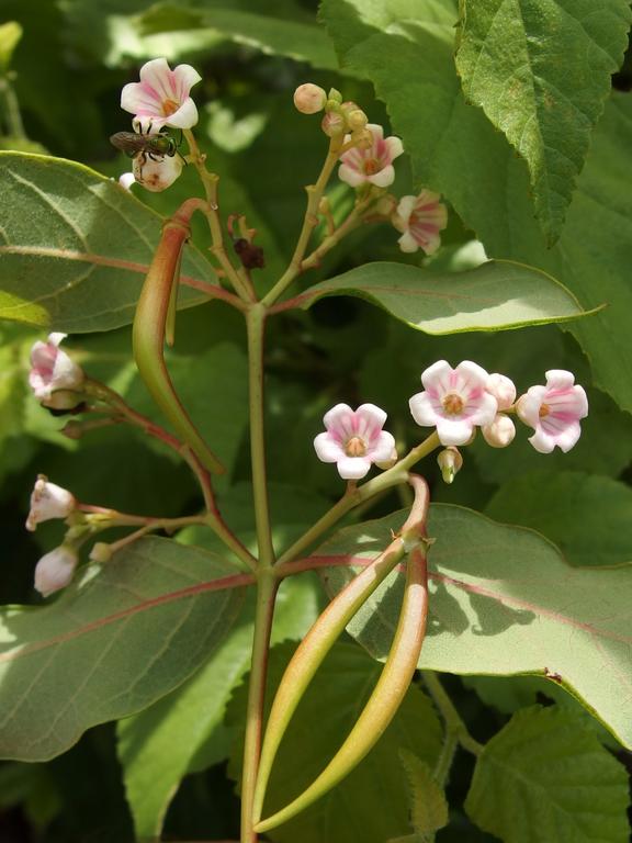 Spreading Dogbane (Apocynum androsaemifolium) at Horse Hill Nature Preserve in New Hampshire