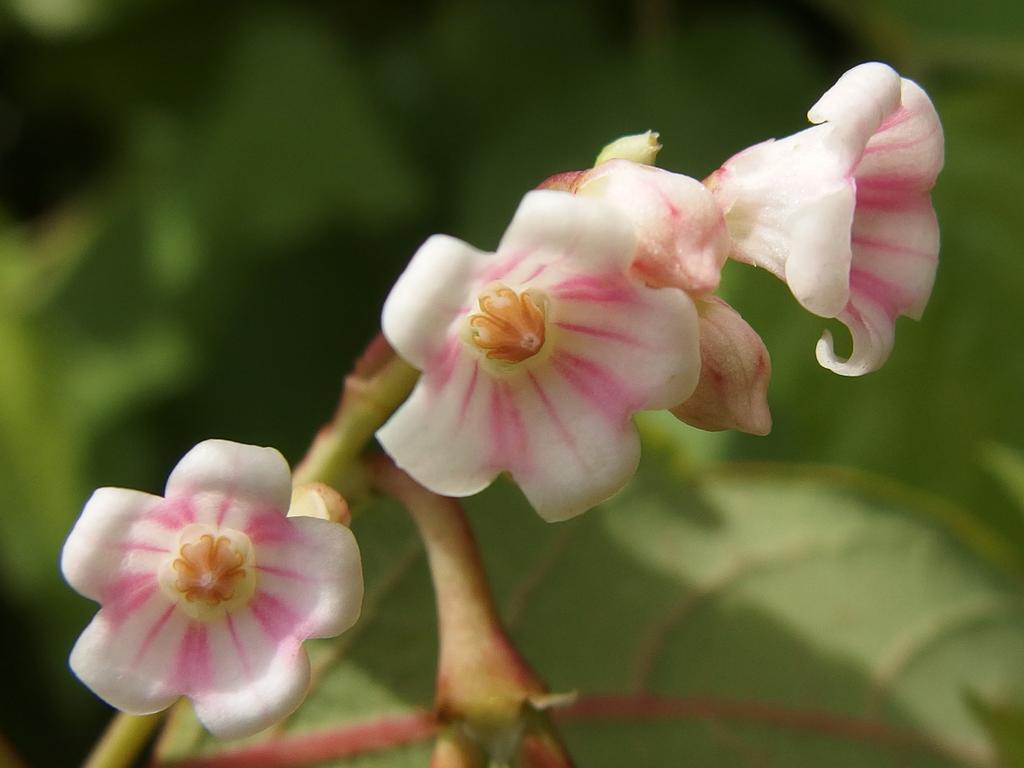 Spreading Dogbane (Apocynum androsaemifolium) at Horse Hill Nature Preserve in New Hampshire.