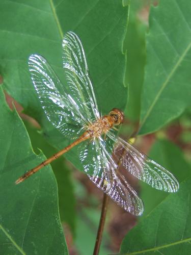 brown dragonfly at Horse Hill Nature Preserve in New Hampshire