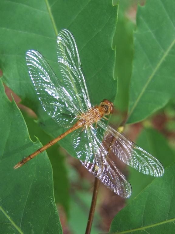 brown dragonfly at Horse Hill Nature Preserve in New Hampshire