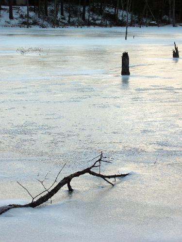 iced-over White Pine Swamp at Horse Hill Nature Preserve in New Hampshire