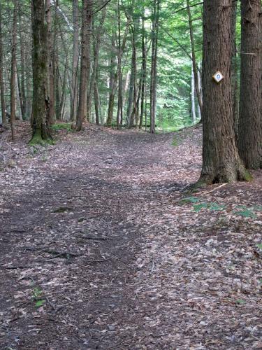 Mimi's Trail at Houghton Hill in southeast Vermont