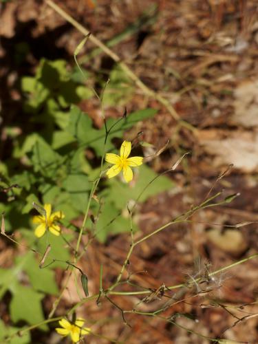 yellow flower at Houghton Hill in southeast Vermont