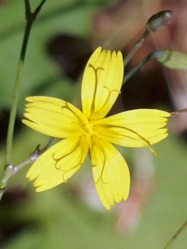 yellow flower at Houghton Hill in southeast Vermont