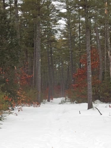 trail in February at Howard Park in northeast Massachusetts