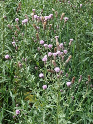 Canada Thistle (Cirsium arvense) at Hubbard Hill in southwestern New Hampshire