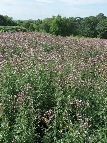 Canada Thistle (Cirsium arvense) at Hubbard Hill in southwestern New Hampshire