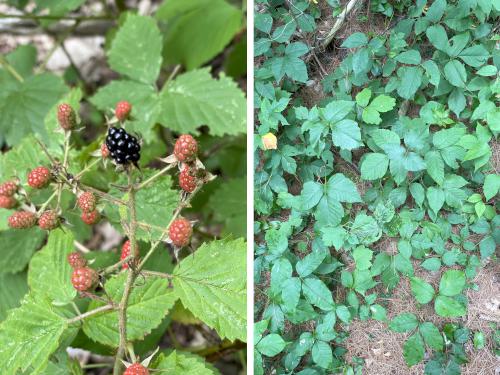 plants in July at Hudson Town Forest in southern NH