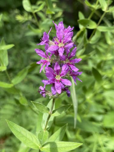 Purple Loosestrife in July at Hudson Town Forest in southern NH