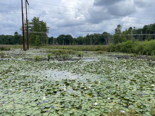 swamp in July at Hudson Town Forest in southern NH