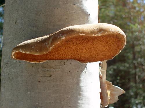 Birch Polypore