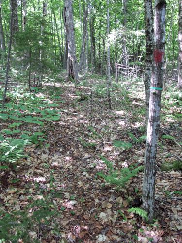 trail at Huntley Mountain in western New Hampshire