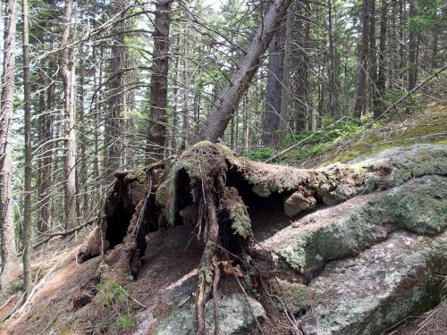 trail at Huntley Mountain in western New Hampshire