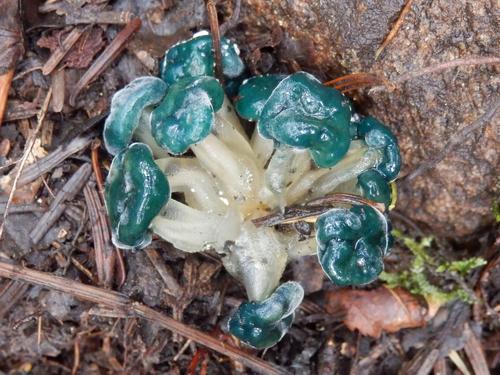 Green-capped Jelly Baby