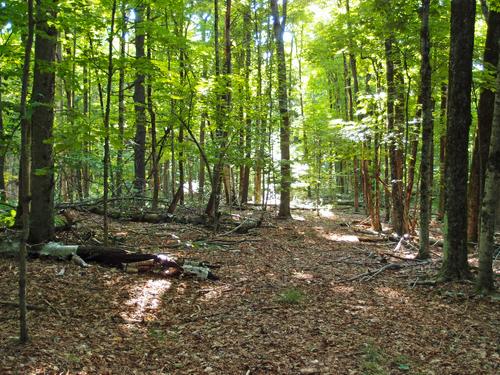 woods on the way to Hurricane Hill near Dublin in southern New Hampshire