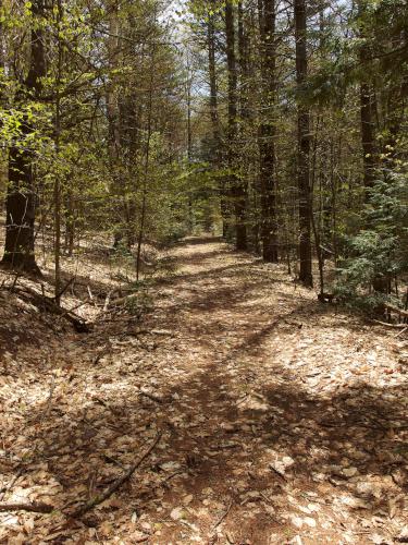 lumber road on Hussey Mountain in New Hampshire