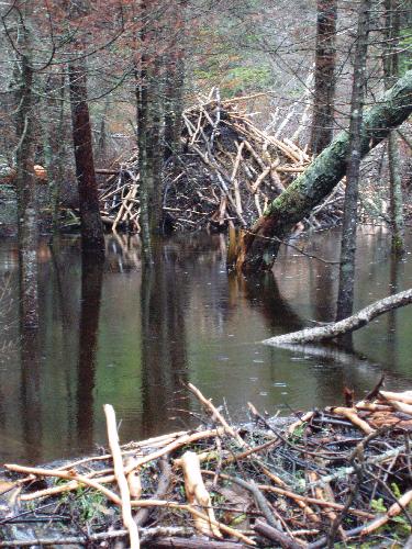 busy as a beaver