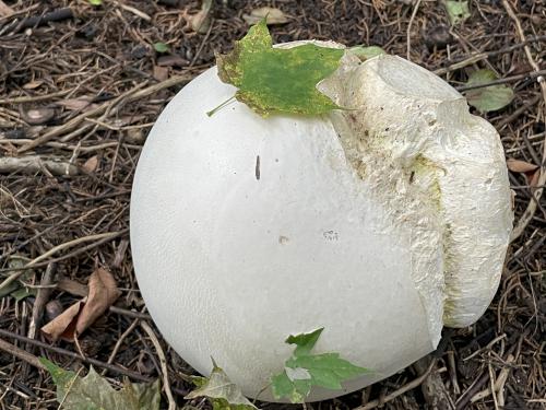 Giant Puffball