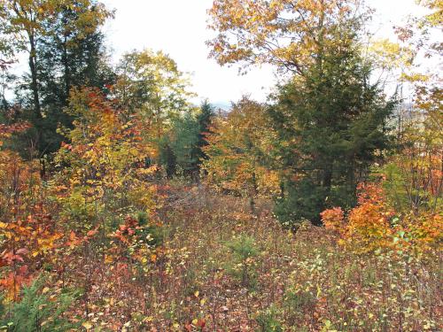 woods at Ingham Hill in western Maine