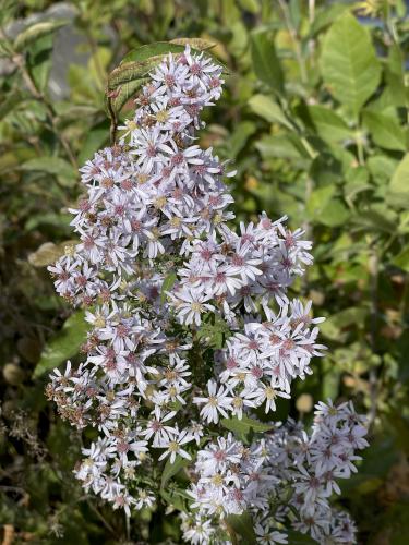 Blue Wood Aster (Symphyotrichum cordifolium) in October beside the Island Line Trail in northwest Vermont