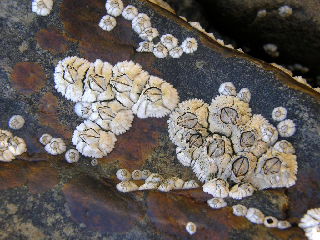 Northern Rock Barnacle (Balanus balanoides) below the tide line on Islesboro Island in Maine