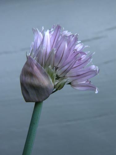 Chives (Allium schoenoprasum)