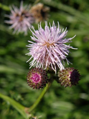 Canada Thistle (Cirsium arvense)