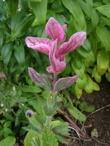 Clary Sage