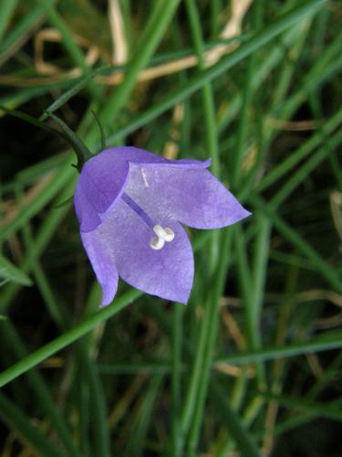 Earleaf Bellflower (Campanula cochlearifolia)