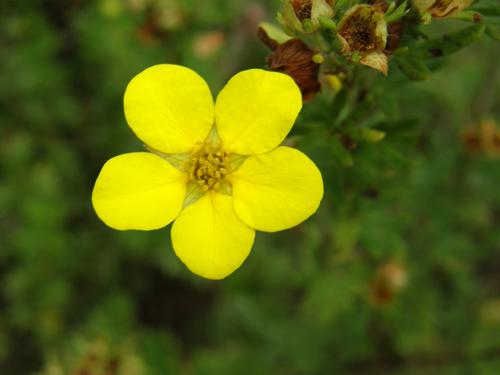 Shrubby Cinquefoil